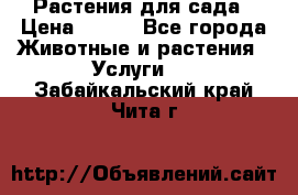 Растения для сада › Цена ­ 200 - Все города Животные и растения » Услуги   . Забайкальский край,Чита г.